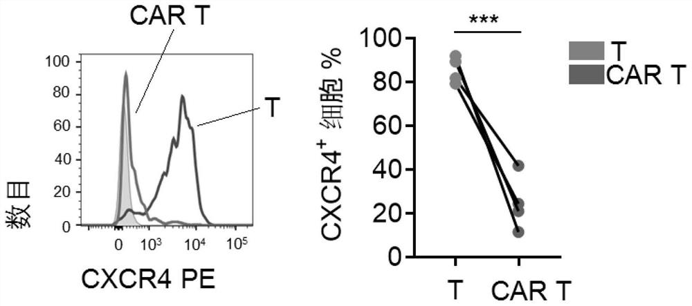 T cell synergist for CAR T cell therapy of leukemia and method for obtaining synergistic T cells