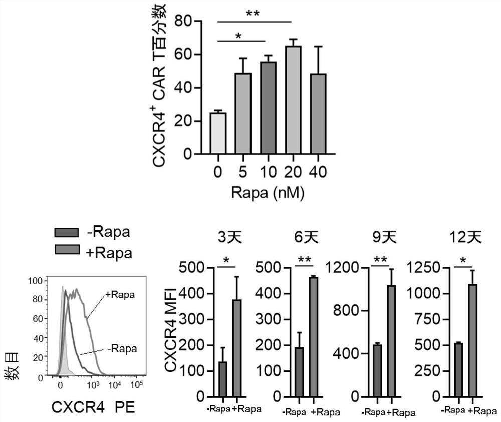 T cell synergist for CAR T cell therapy of leukemia and method for obtaining synergistic T cells