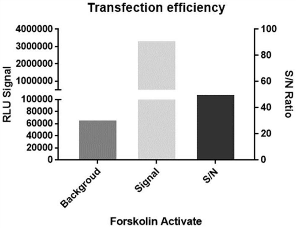 Construction and application of GIPR reporter gene stably transfected cell strain