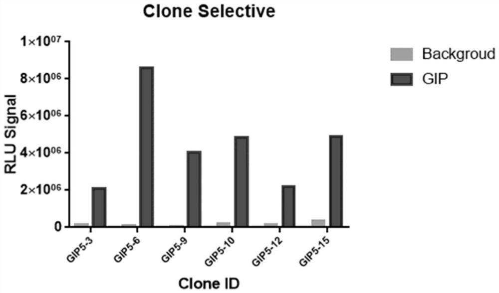 Construction and application of GIPR reporter gene stably transfected cell strain