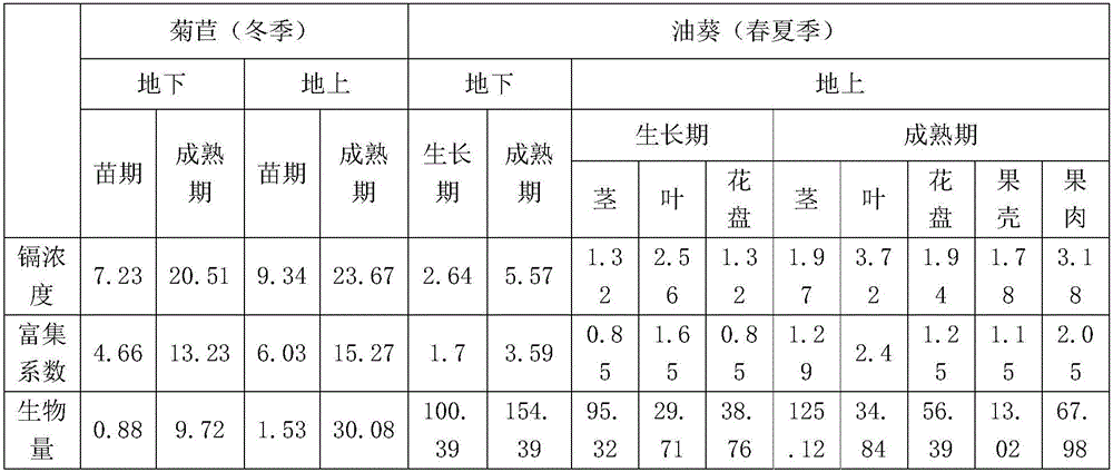 Method for repairing soil heavy metal cadmium pollution through endive-oil sunflower crop rotation mode