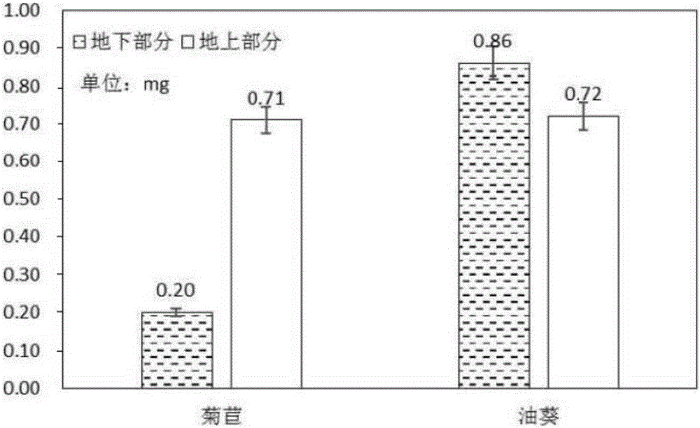 Method for repairing soil heavy metal cadmium pollution through endive-oil sunflower crop rotation mode