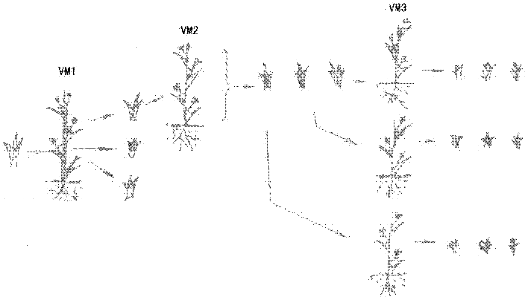 Chemical mutation breeding method for bougainvillea