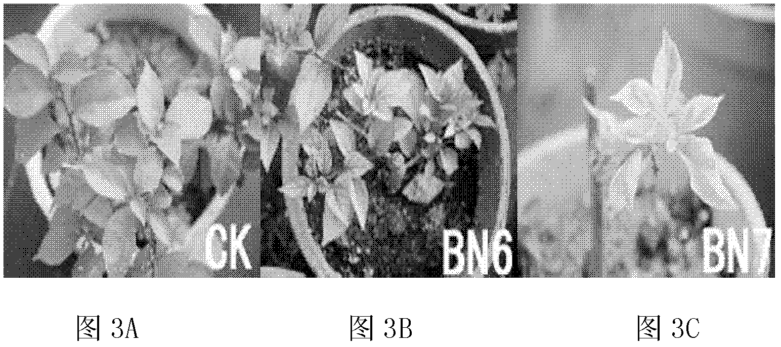 Chemical mutation breeding method for bougainvillea