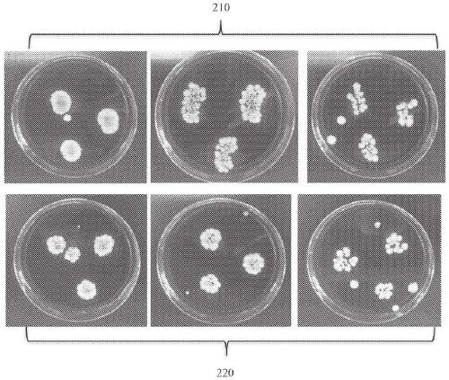 Spectroscopic systems and methods for the identification and quantification of pathogens