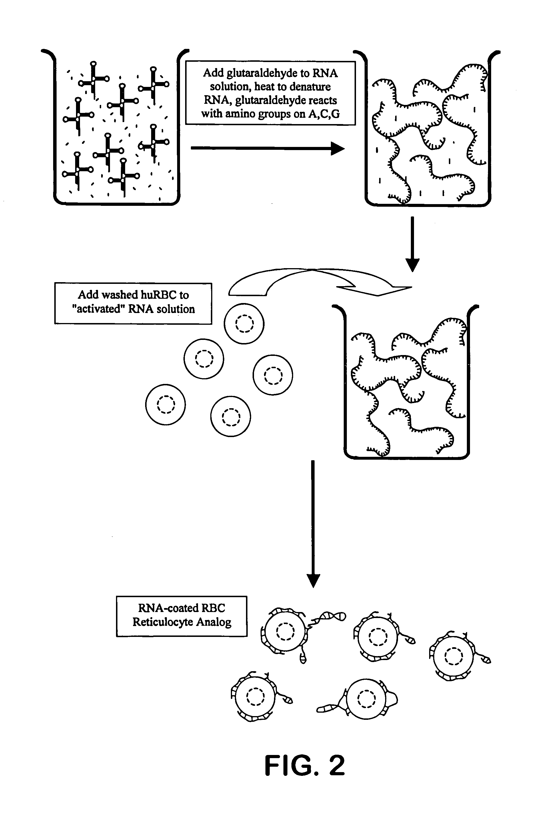 Hematology controls for reticulocytes and nucleated red blood cells