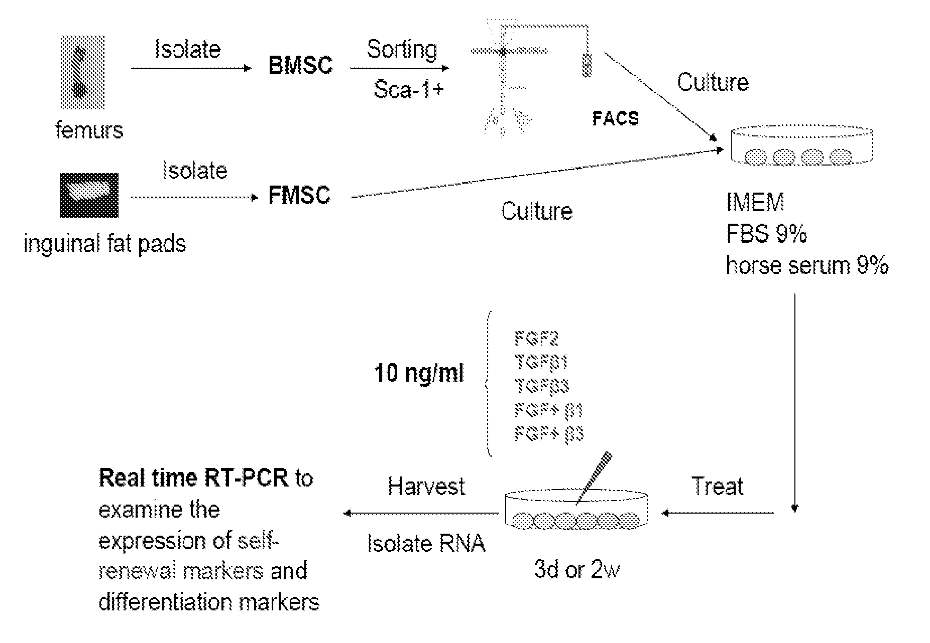 Differentiation of mesenchymal stem cells into fibroblasts, compositions comprising mesenchymal stem cell-derived fibroblasts, and methods of using the same