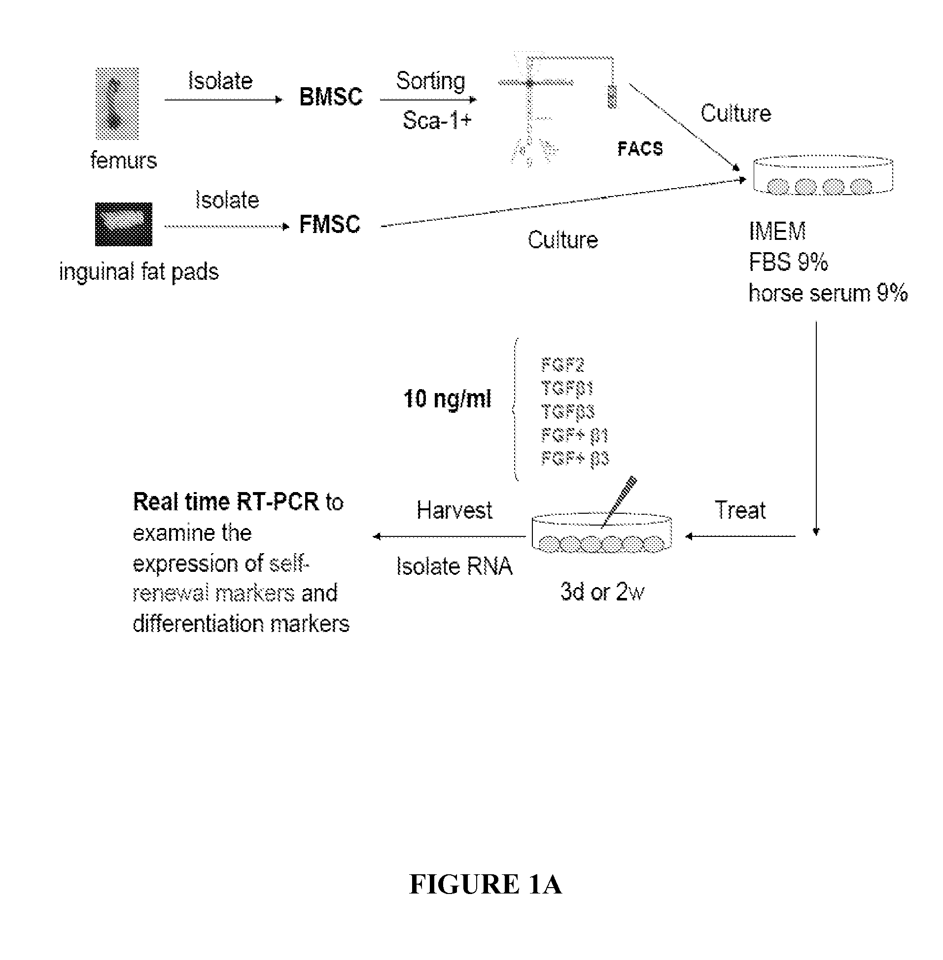 Differentiation of mesenchymal stem cells into fibroblasts, compositions comprising mesenchymal stem cell-derived fibroblasts, and methods of using the same