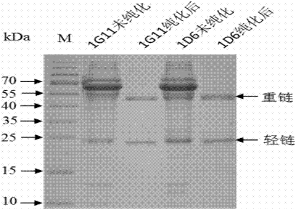 Method for detecting content of avian interleukin 10 and a special kit thereof