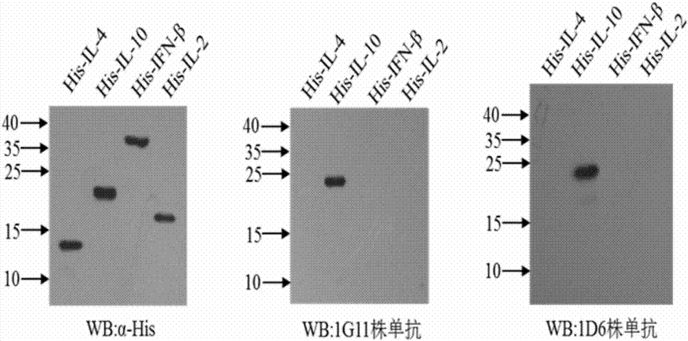 Method for detecting content of avian interleukin 10 and a special kit thereof