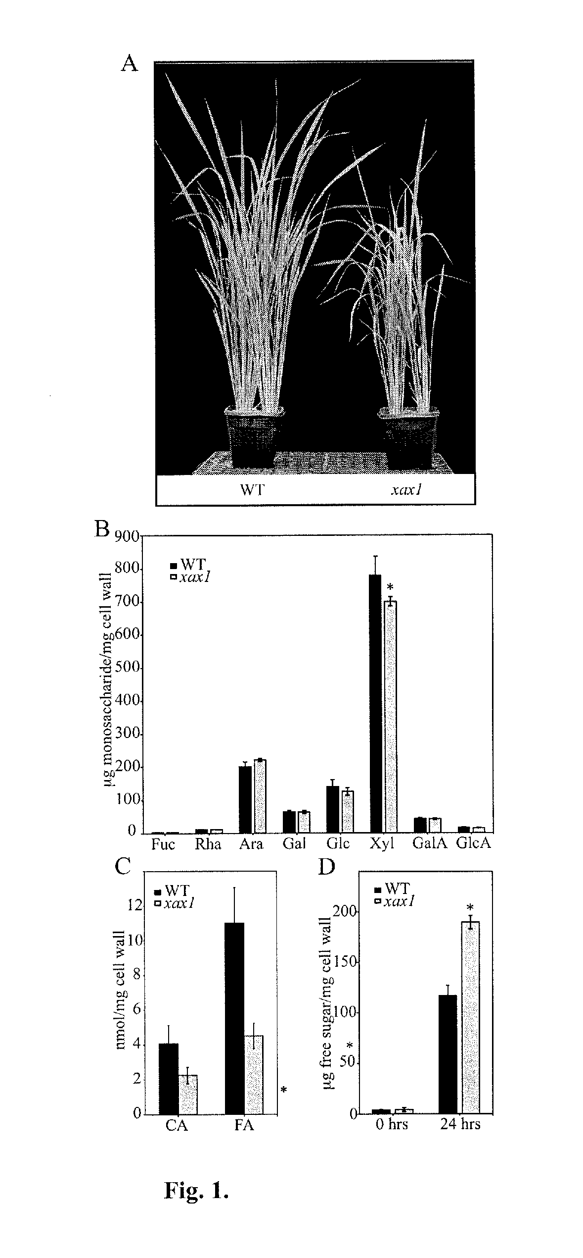 Inhibition of a Xylosyltransferase to Improve Saccharification Efficiency