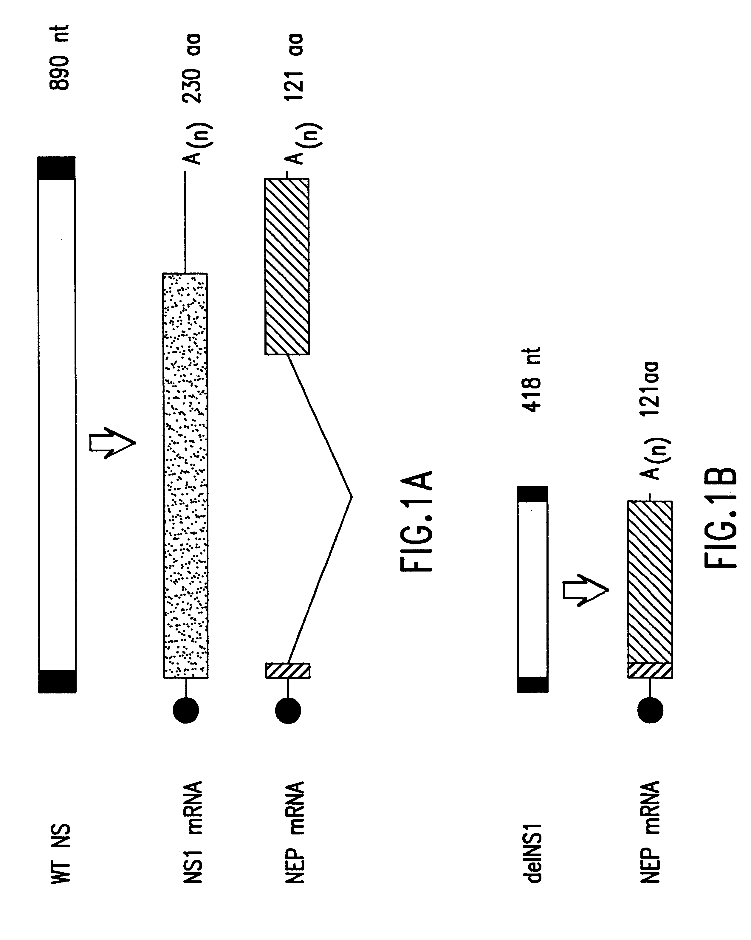 Interferon inducing genetically engineered attenuated viruses