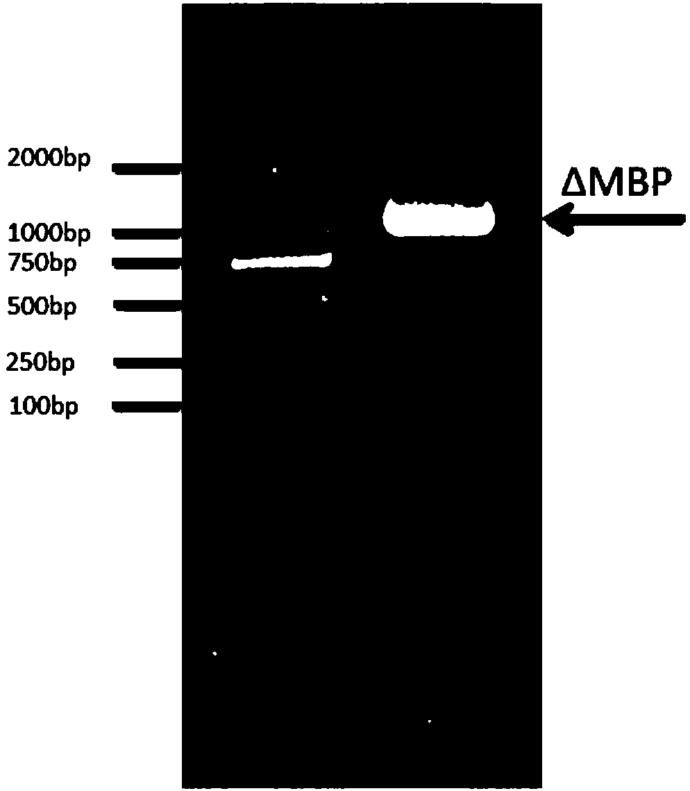 Soluble aquaporin AqpZ fusion vector and method for constructing same