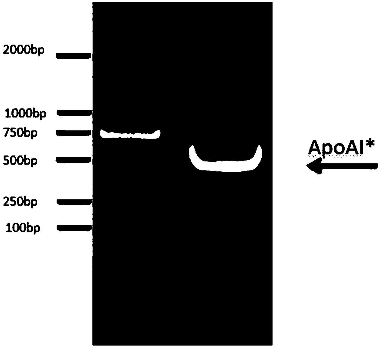 Soluble aquaporin AqpZ fusion vector and method for constructing same