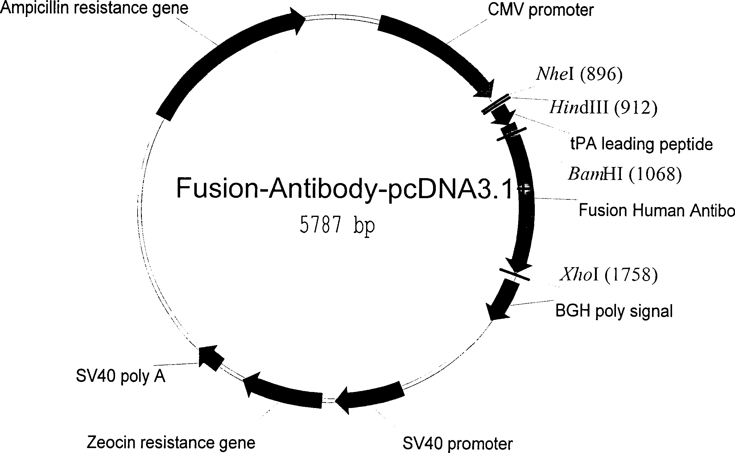 Human fusion antibody for reducing cerebral amyloid fibers associated with senile dementia