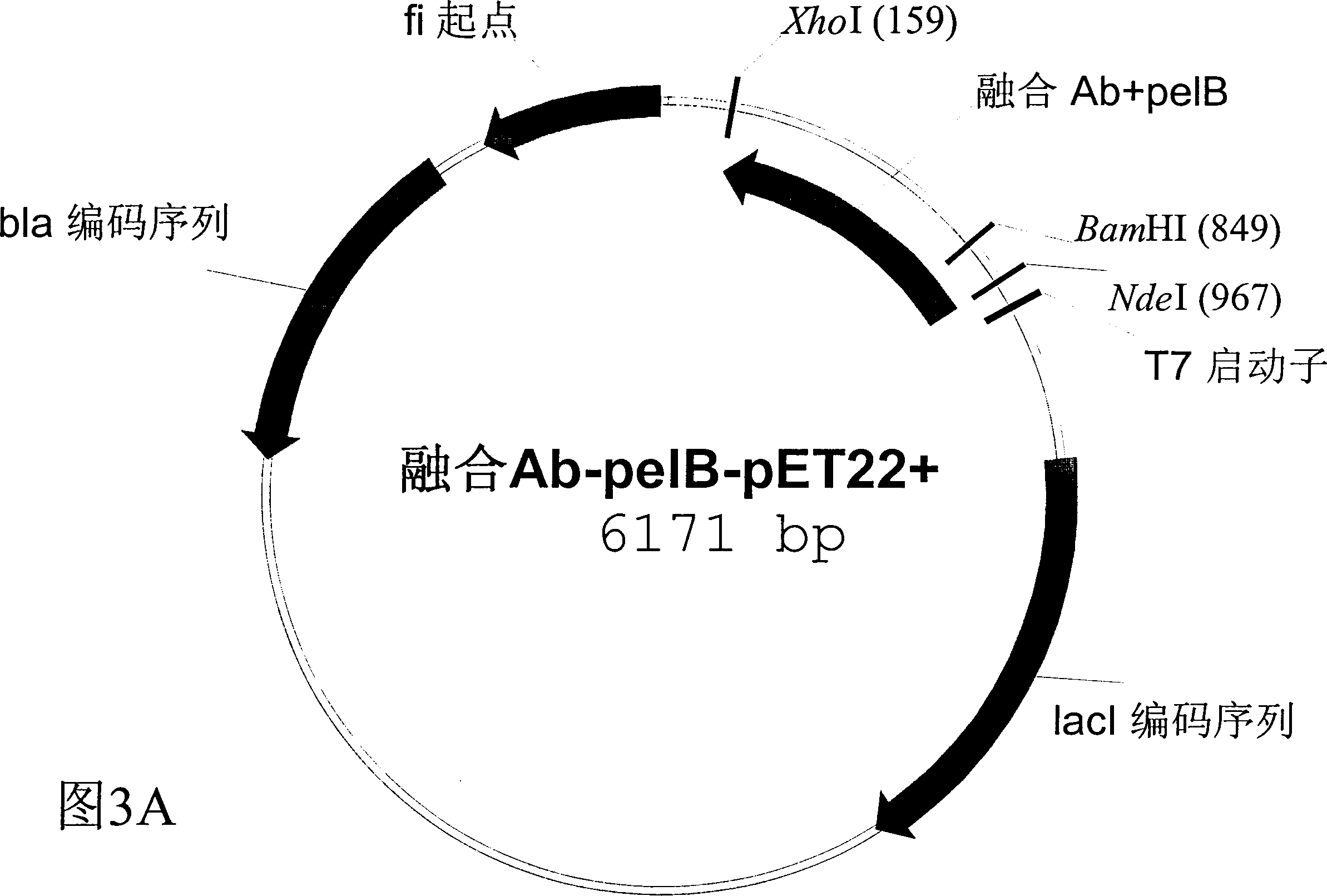 Human fusion antibody for reducing cerebral amyloid fibers associated with senile dementia