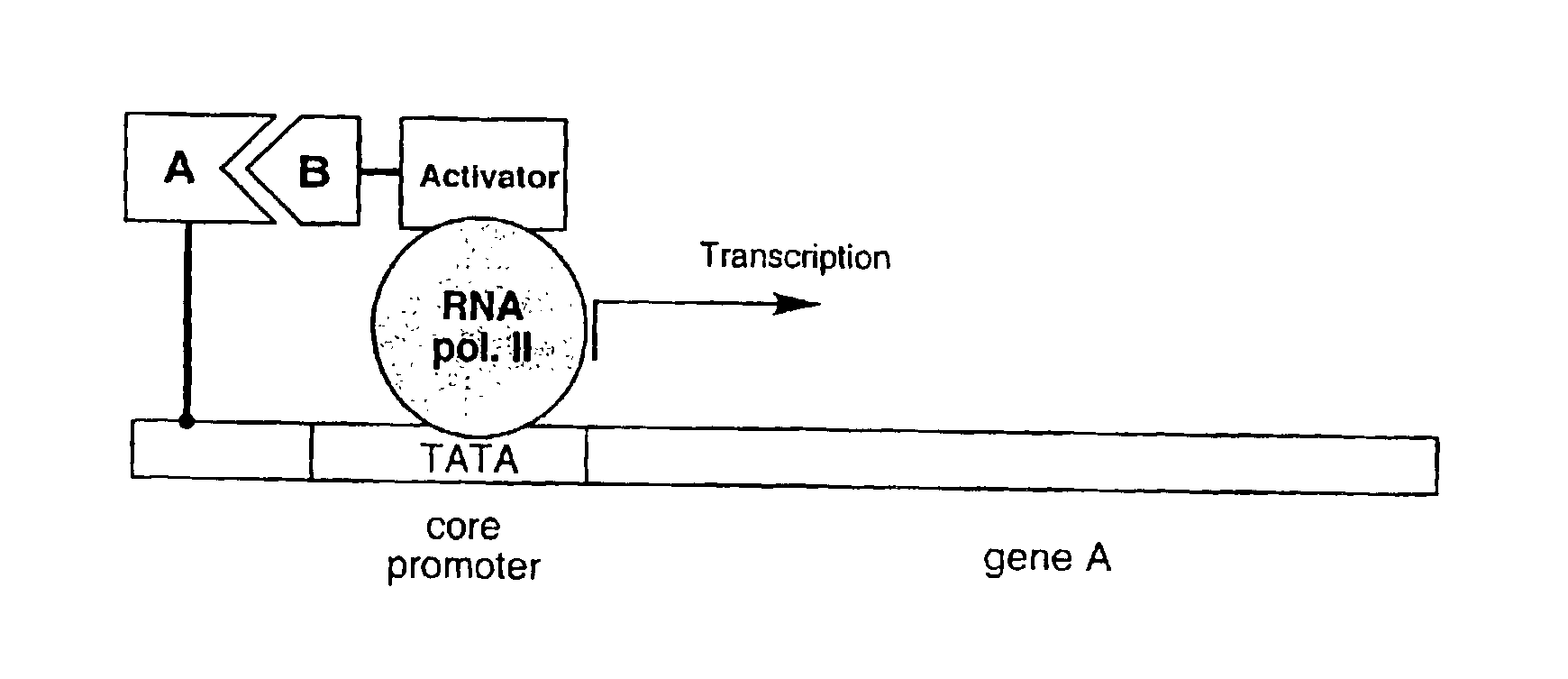 In vitro protein interaction detection systems