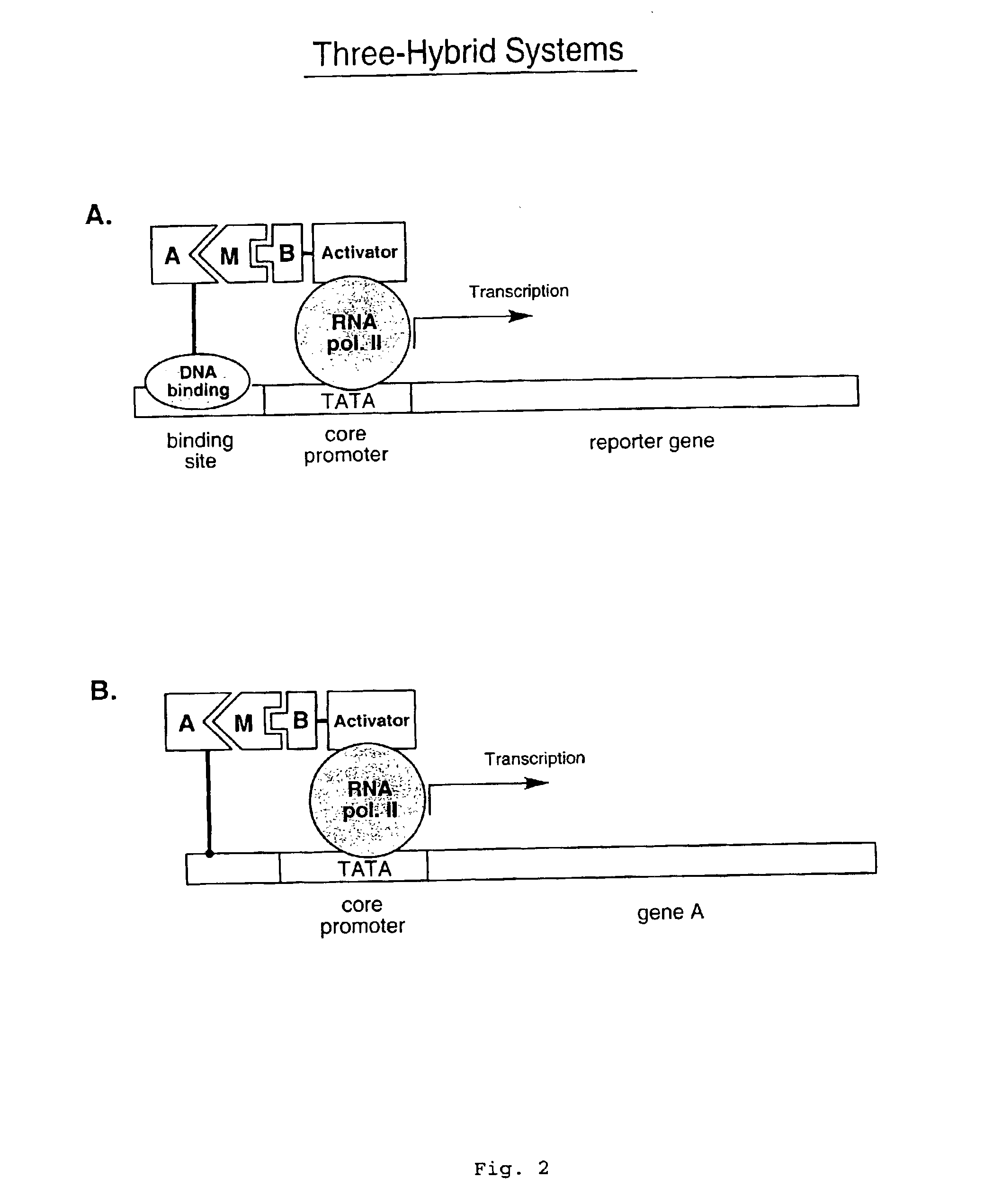 In vitro protein interaction detection systems