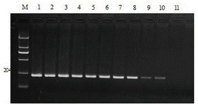 PPV (porcine parvovirus) LAMP (loop-mediated isothermal amplification) kit and application thereof