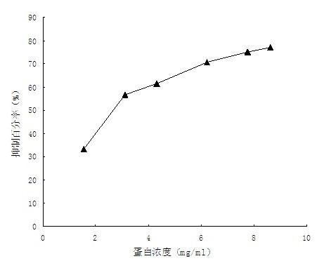 Gynura bicolor protein extract, and preparation method and application thereof