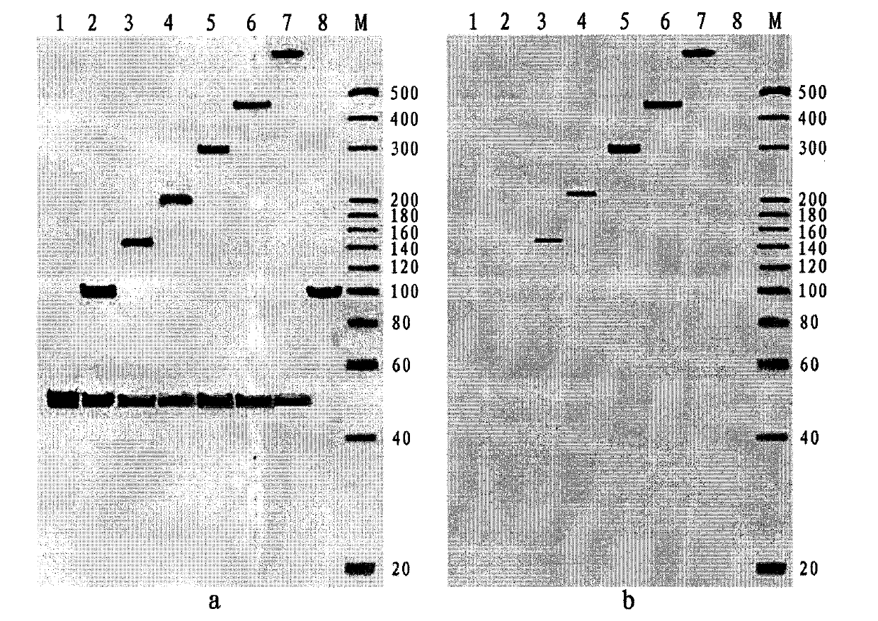 Method for constructing sequencing library by cyclizing method