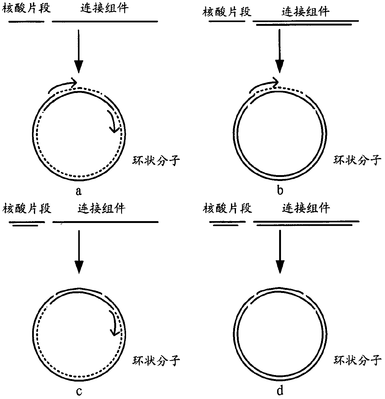 Method for constructing sequencing library by cyclizing method