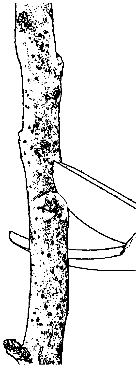 Cultivation method for main branches of spindle-shaped apple trees