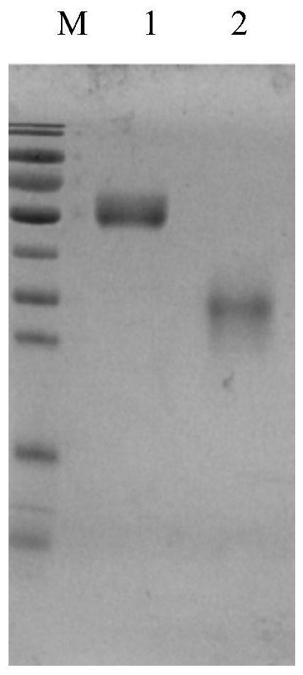 NKG2D receptor protein easy to directionally couple and immunoadsorbent of NKG2D receptor protein