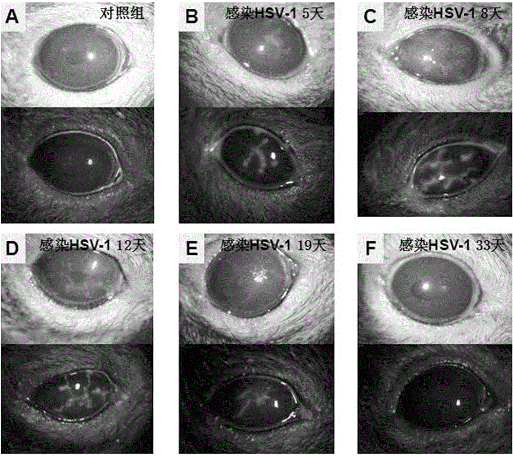 Tree shrew herpes simplex keratitis (HSK) model building and evaluating method and application thereof