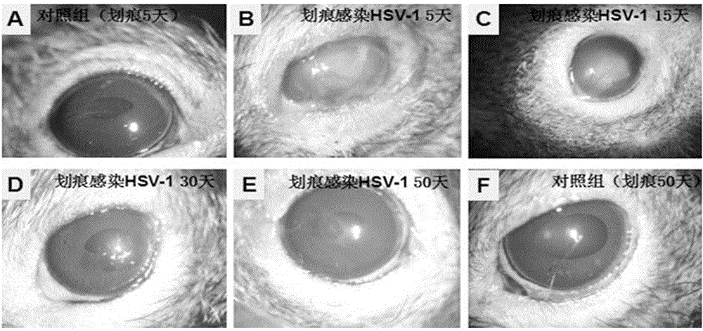 Tree shrew herpes simplex keratitis (HSK) model building and evaluating method and application thereof