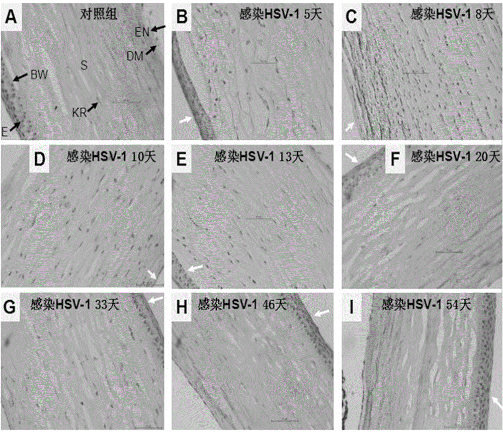 Tree shrew herpes simplex keratitis (HSK) model building and evaluating method and application thereof