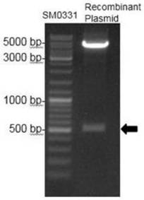 Bovine rotavirus recombinant VP8 protein and application