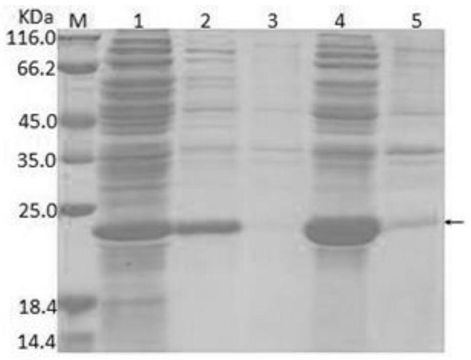 Bovine rotavirus recombinant VP8 protein and application