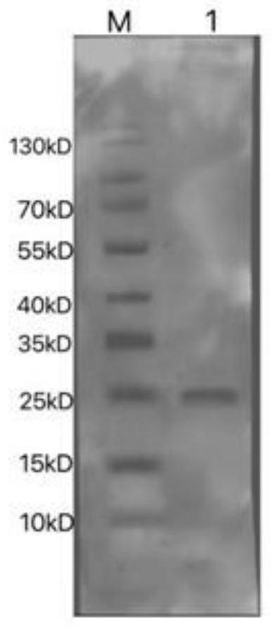 Bovine rotavirus recombinant VP8 protein and application