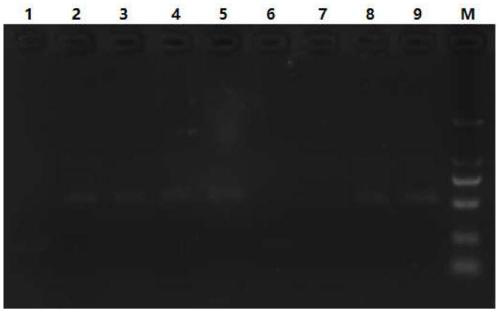 Aflatoxin B1 nano antibody immune adsorption material as well as preparation method and application thereof