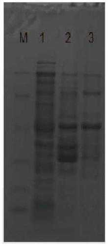 Aflatoxin B1 nano antibody immune adsorption material as well as preparation method and application thereof