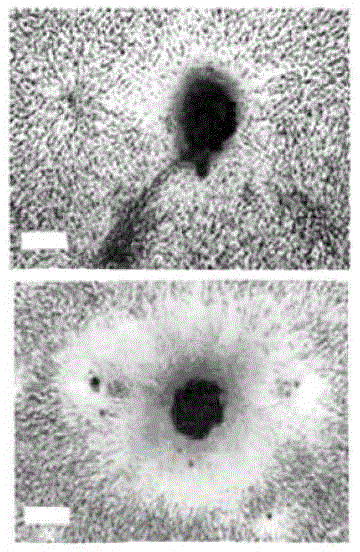 Cryopreservation protective agent for vitrification cryopreservation of marrow mesenchymal stem cells