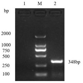 A kind of method for cultivating hepatitis E virus in vitro