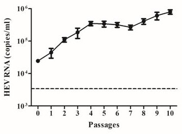 A kind of method for cultivating hepatitis E virus in vitro