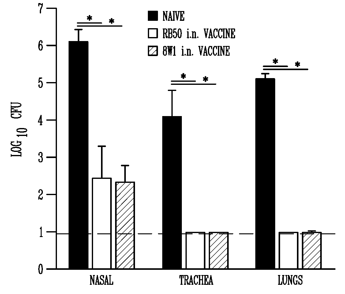 Use of an avirulent bordetella mutant as a live vaccine vector