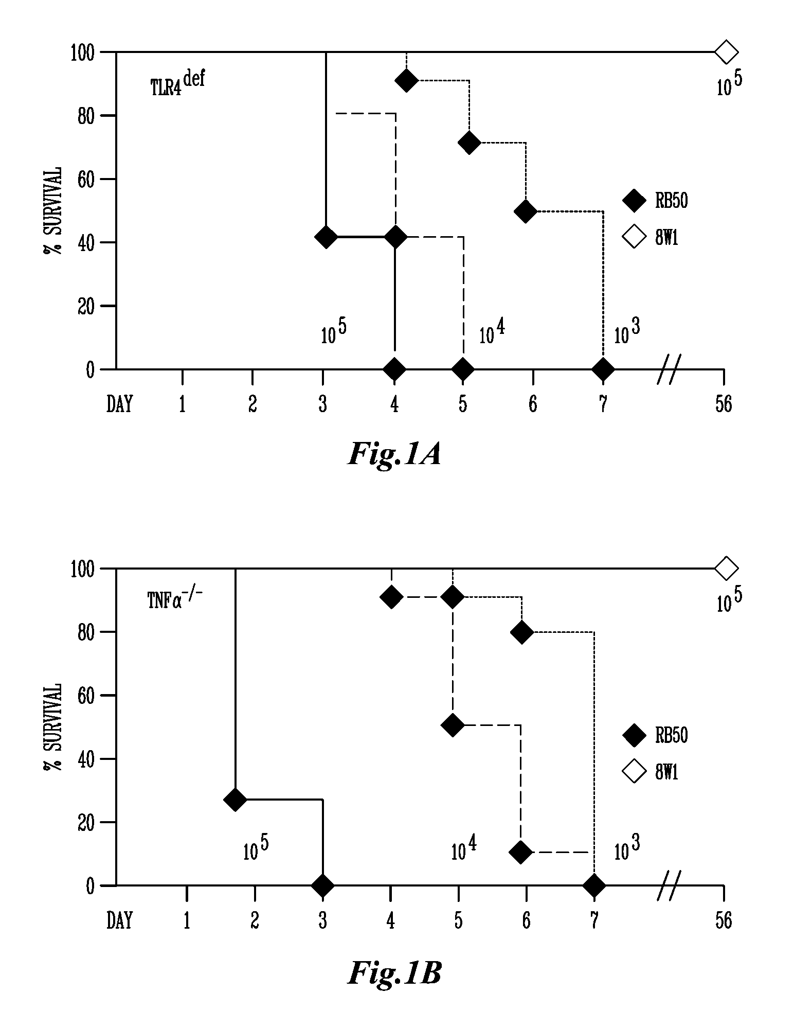 Use of an avirulent bordetella mutant as a live vaccine vector