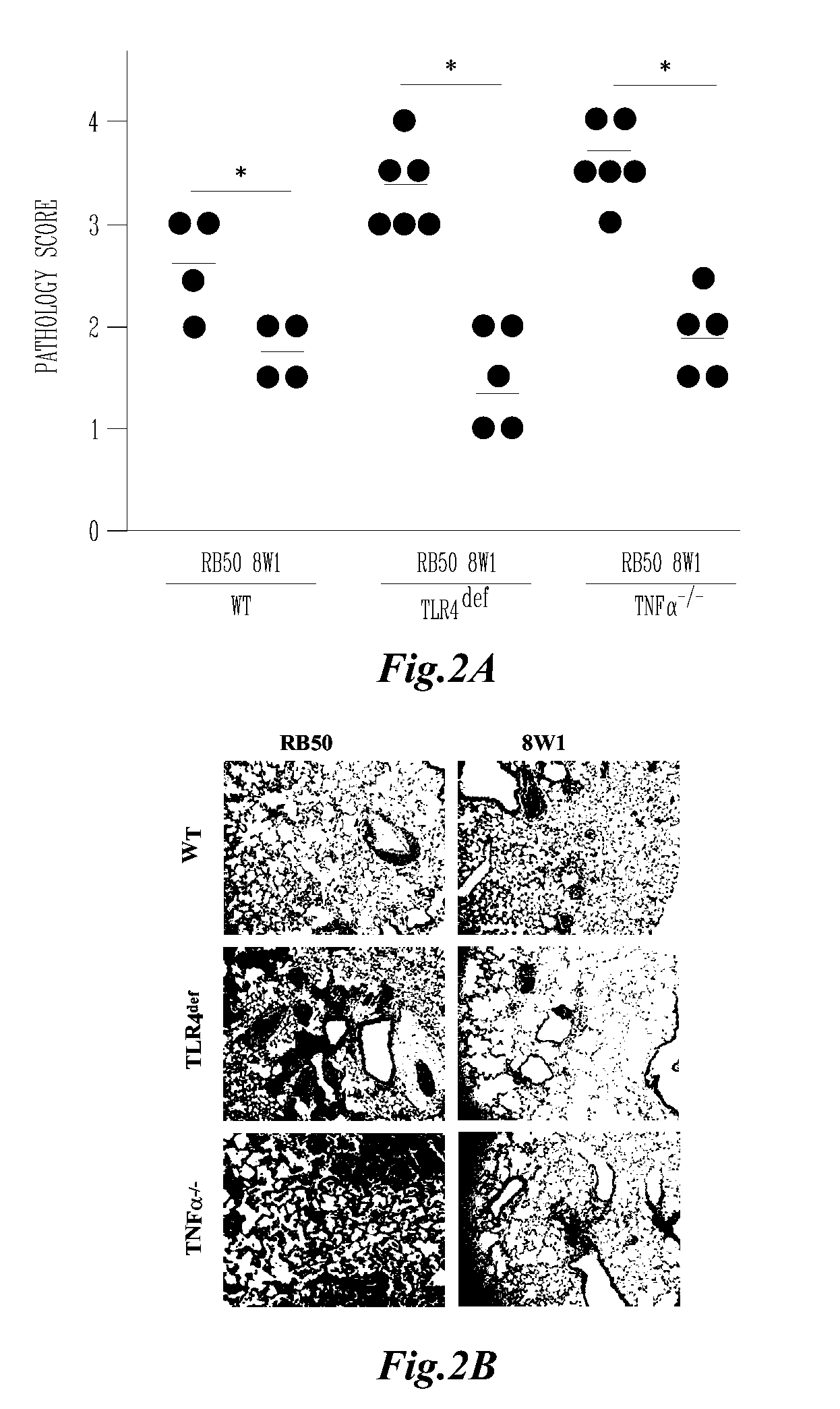 Use of an avirulent bordetella mutant as a live vaccine vector