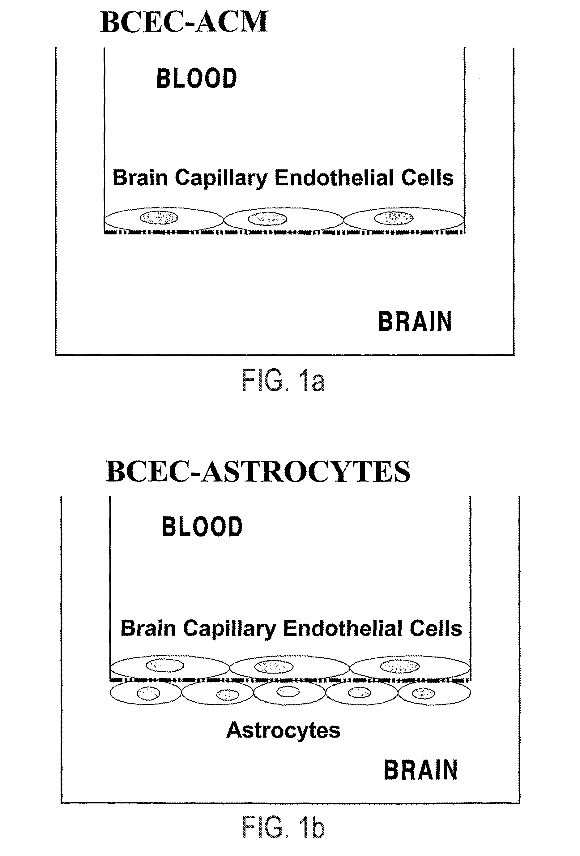 Methods and compositions for targeting agents into and across the blood-barrier and other endothelial cell microvascular barriers