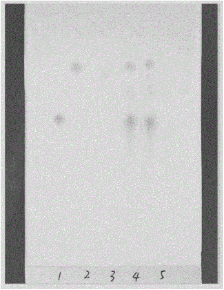 Quality detection method of berberis poiretii schneid and purslane prepared granules