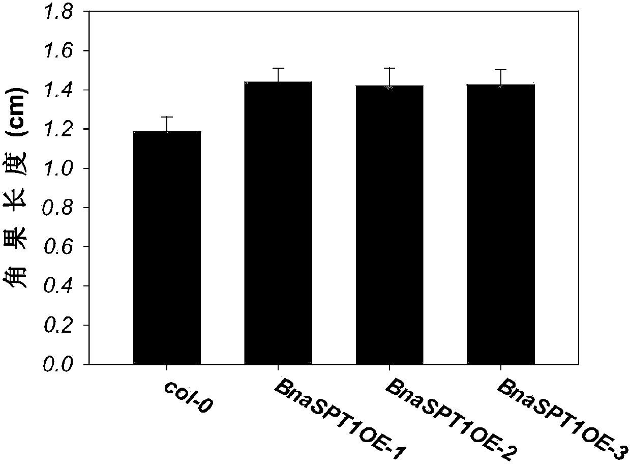 Application of Rapeseed bnaspt1 Gene in Promoting Dicotyledonous Silique Growth