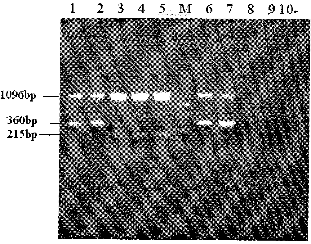 Multiple PCR detection primer of enterococcus and method thereof