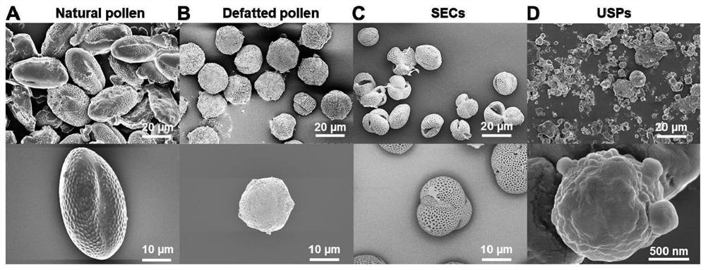 Preparation method of sporopollen-based copper preparation pesticide carrier