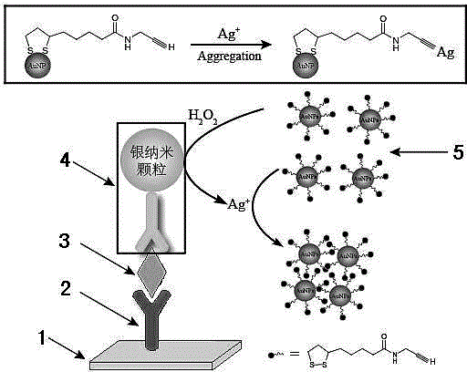 Application of color development method based on nanogold aggregation to immunodetection