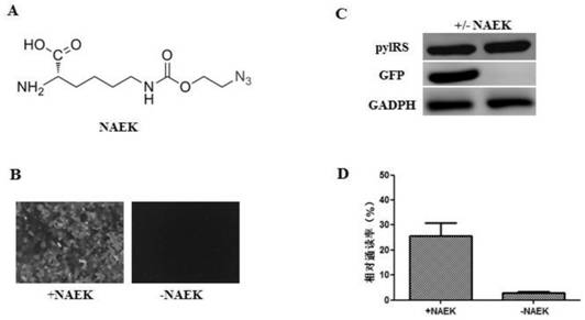 Construction of stable cell line carrying orthogonal tRNA/aminoacyl tRNA synthetases