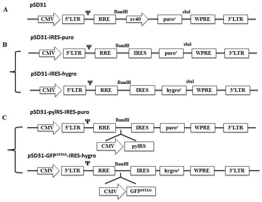 Construction of stable cell line carrying orthogonal tRNA/aminoacyl tRNA synthetases